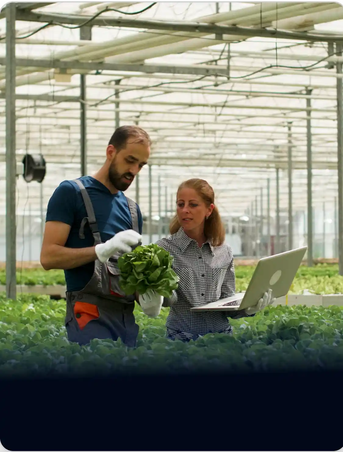 Agriculture Sector Development